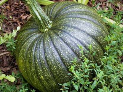 Turning Green Pumpkins Orange