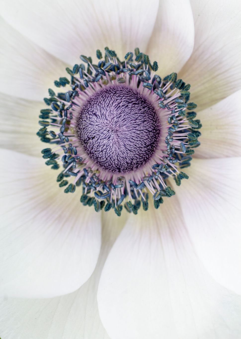 Creative Flower Photography Ideas at Home to Elevate Your Shots