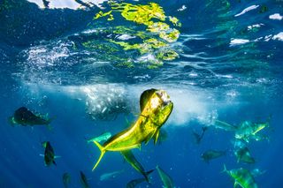 Just below the surface of the water, a bright green mahi mahi fish has a fish trapped in its mouth.