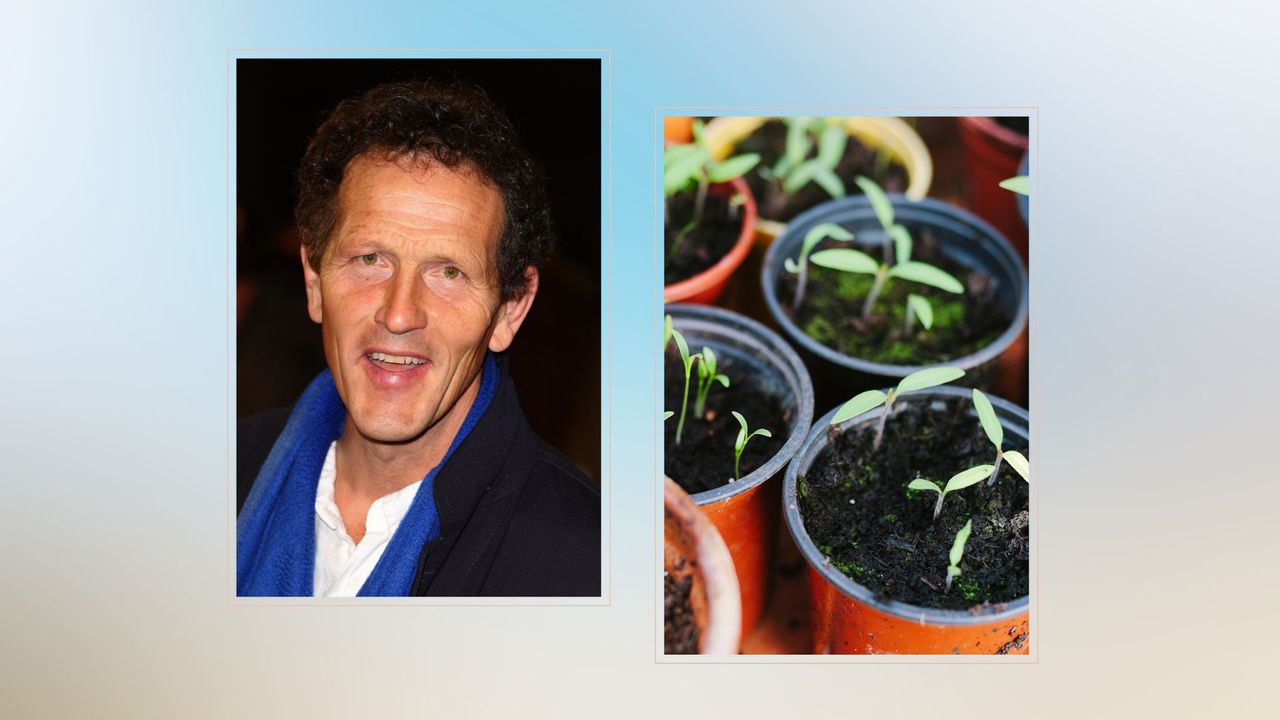 composite of Monty Don and a group of seedlings in a pot to illustrate monty Don&#039;s seed sowing advice for spring