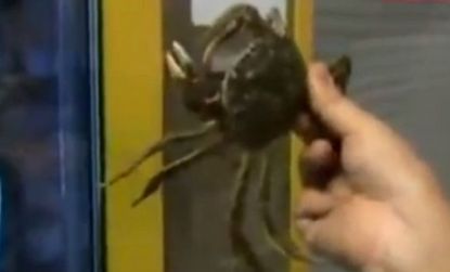 The live crabs are sedated in a 5 degrees celsius vending machine but they come to life once outside.