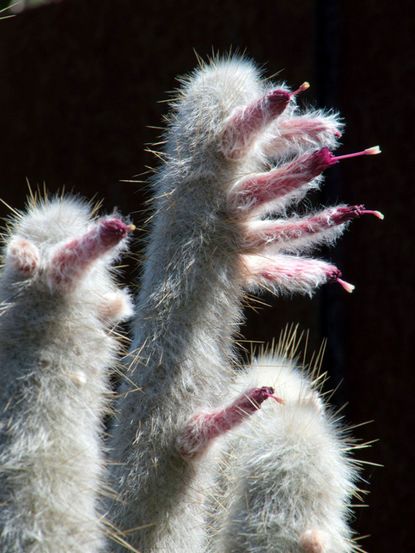 Cat Paw-Like Silver Torch Cactus Plants