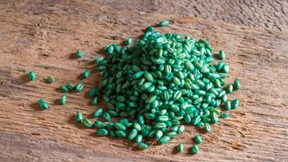 A pile of poisoned wheat for rodent bait