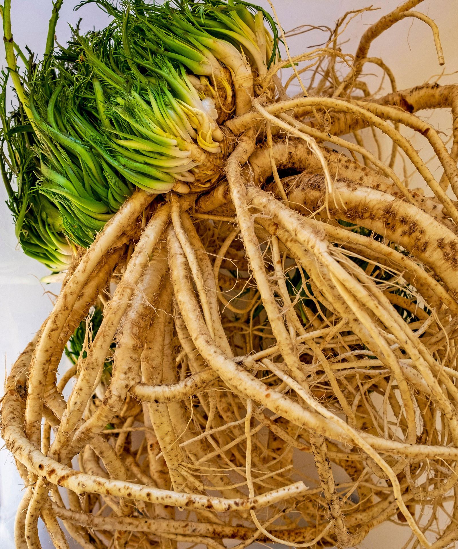 How to grow horseradish expert tips on this spicy root