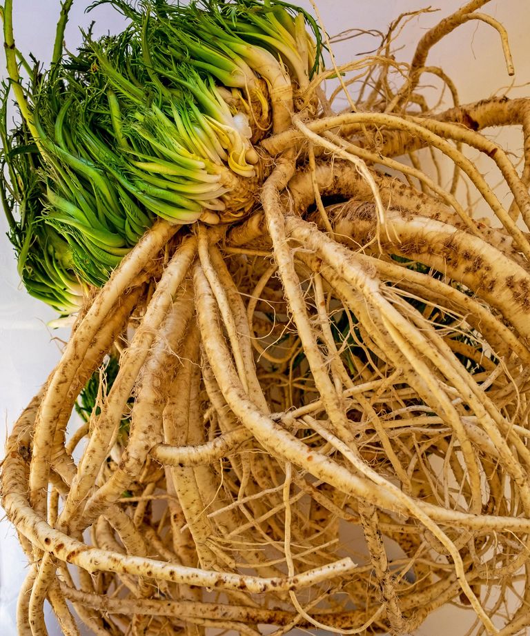 How to grow horseradish expert tips on this spicy root