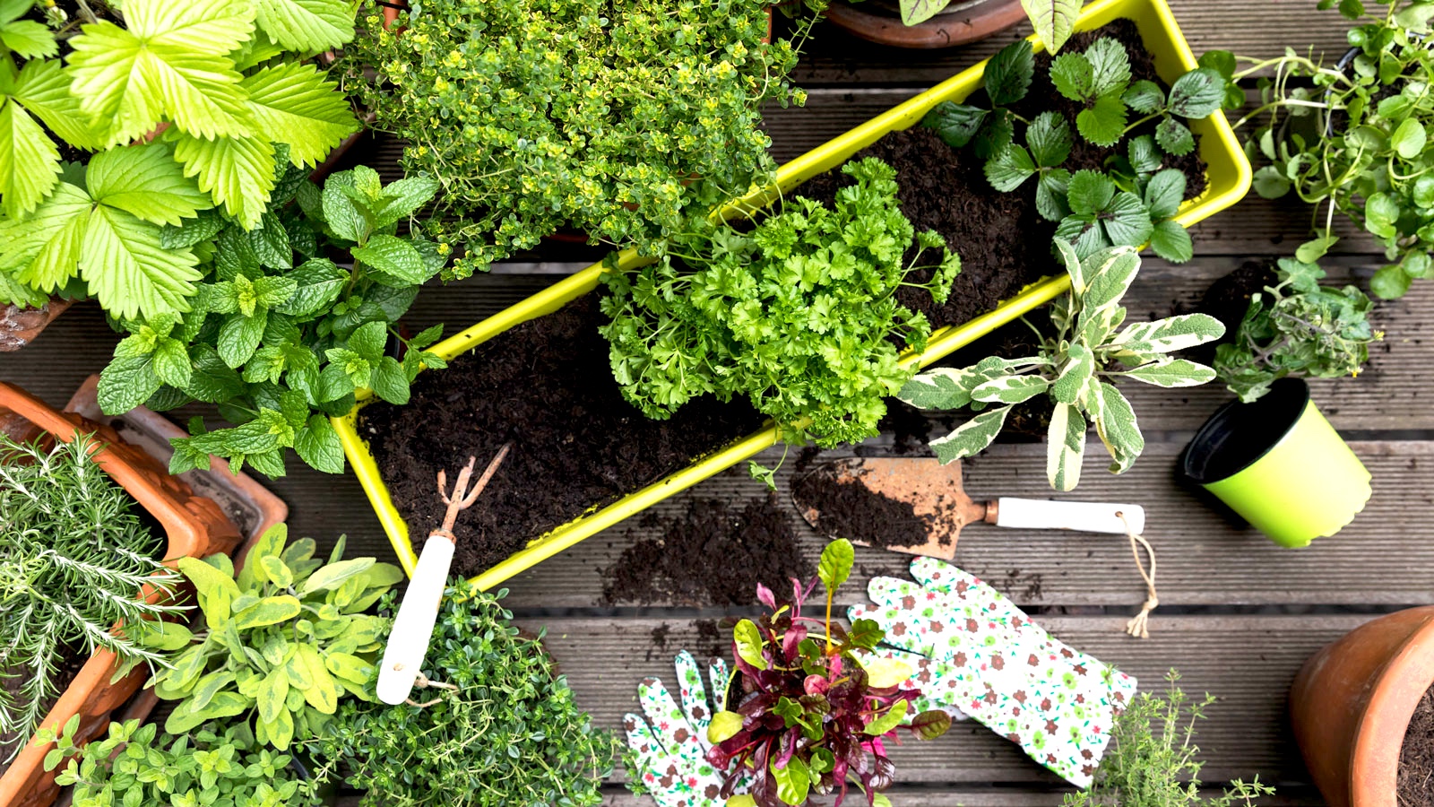 vegetable seedlings being planted in summer