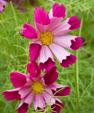 Cosmos bipinnatus ‘Pied Piper Red’