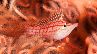 Longnose hawkfish in coral