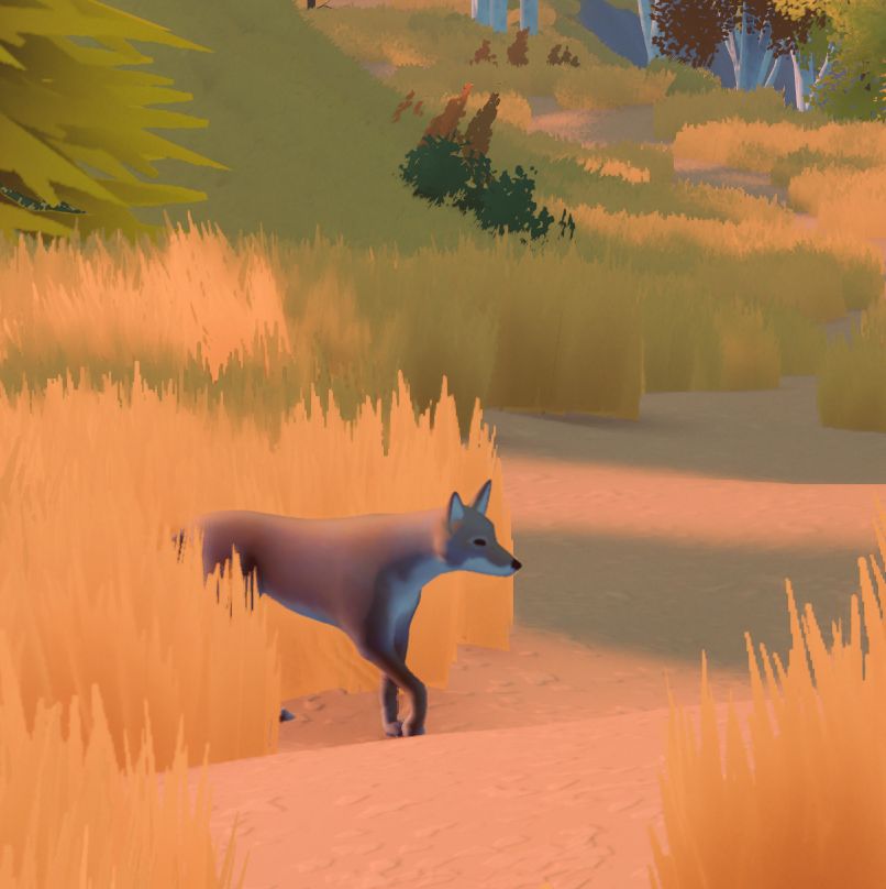 A coyote