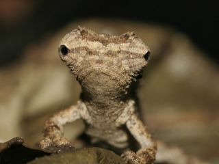 The newly-discovered chameleon Brookesia desperata, so named because the species is facing such extreme threats. All four newfound lizard species have eyes that are extremely large for their tiny bodies, Glaw said.