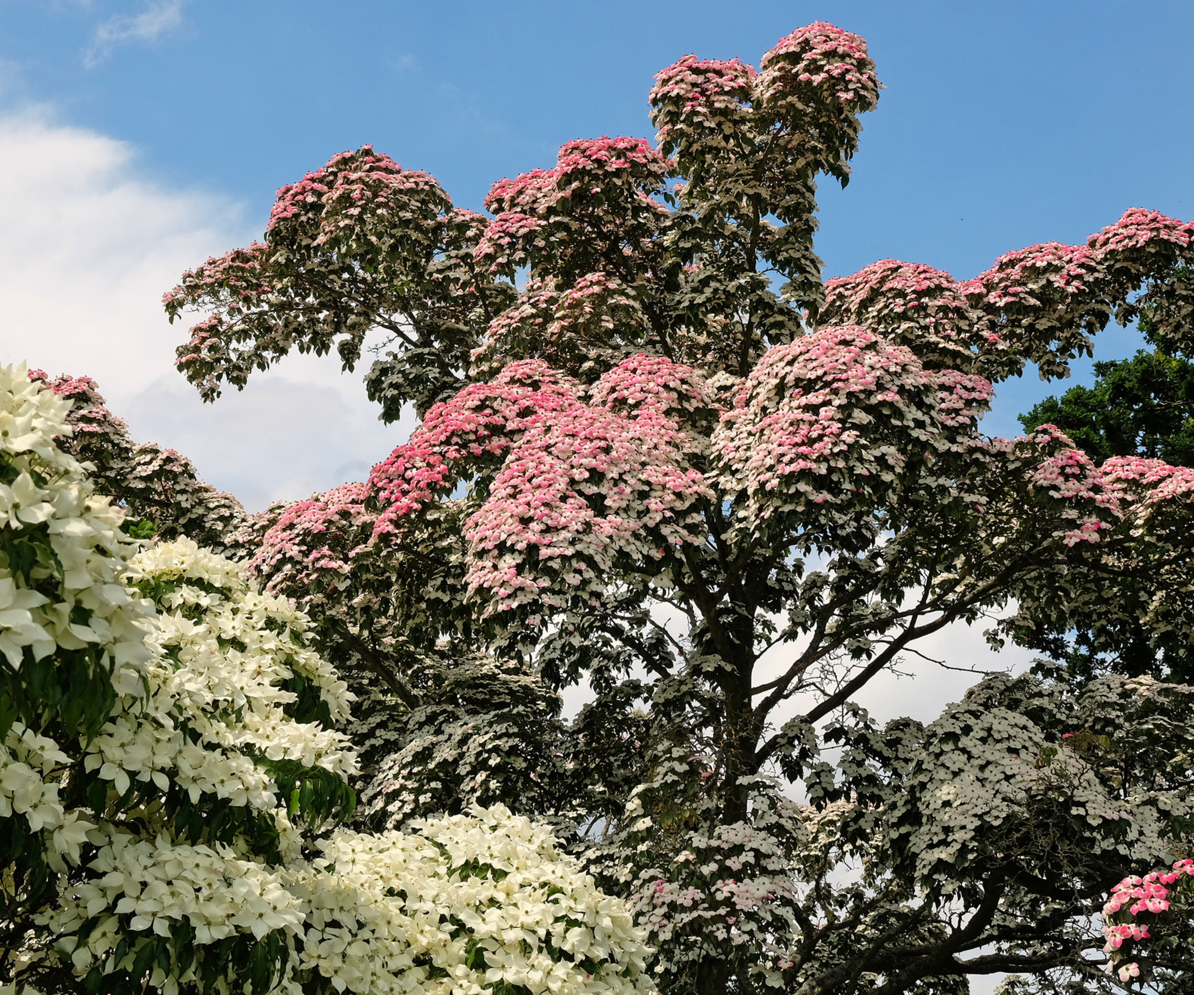close up of pink and white Cornus kousa, Chinese dogwood tree in bloom