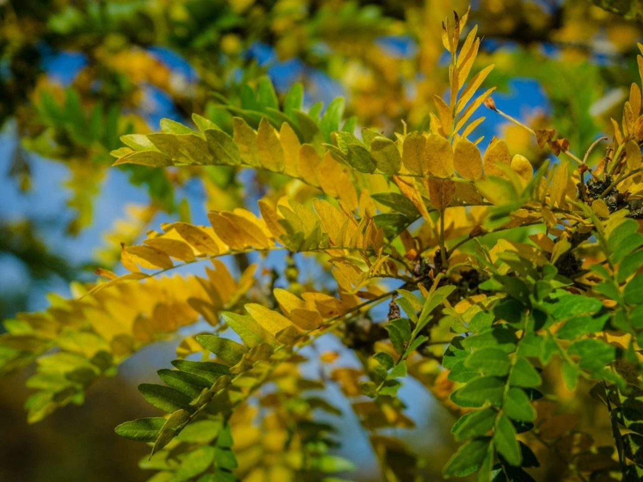 Close up of a honey locust branch beginning to turn yellow in the autumn