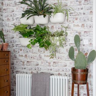 A large potted cactus next to a white radiator and a dresser