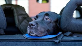 Black labrador sitting in the car