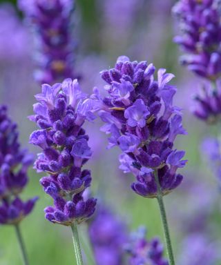 Lavender BeeZee Series flowers in summer display