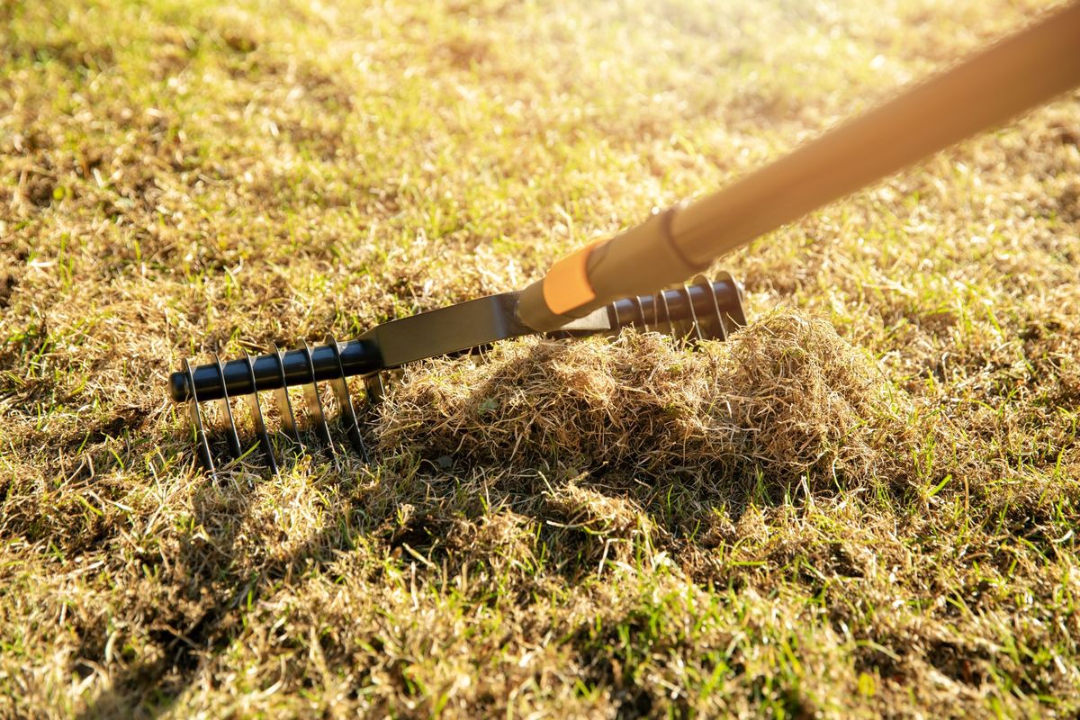 Best time to scarify lawns? Our expert guide on why and when to do it ...