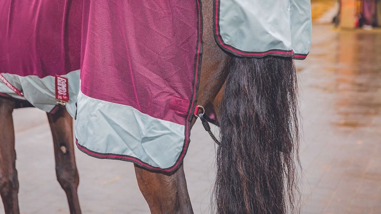 Horseware Rambo Summer Series&nbsp;review