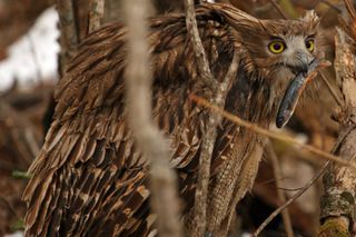 An endangered Blakiston’s fish owl pauses before consuming a freshly-caught Dolly Varden trout smolt