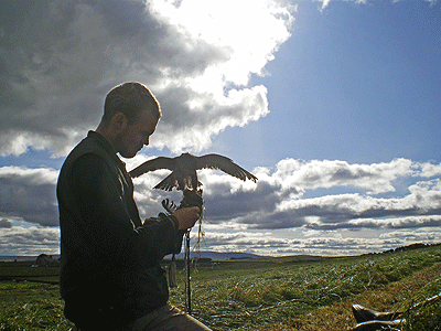 northumberland-crow-falcons