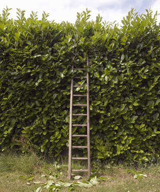 Ladder in a garden