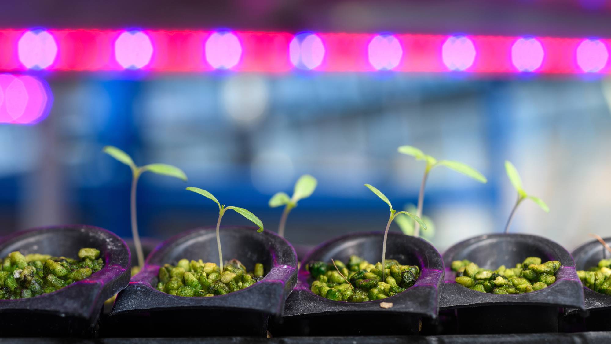 Seedlings sprouting under grow lights
