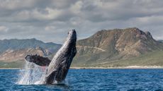 natgeo olympics of the natural world