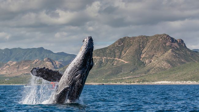 Photos: See the Animal 'Olympics of the Natural World' | Live Science