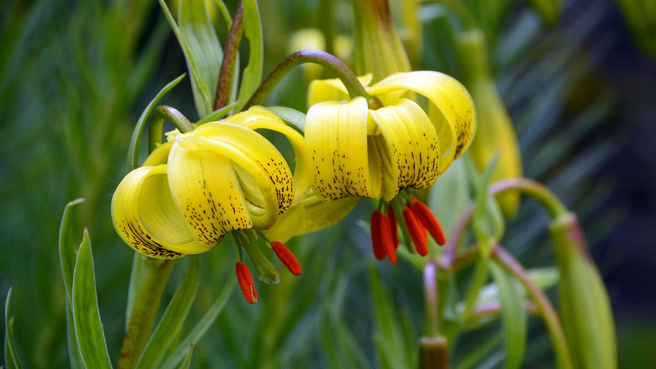 yellow lily