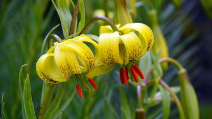 yellow lily