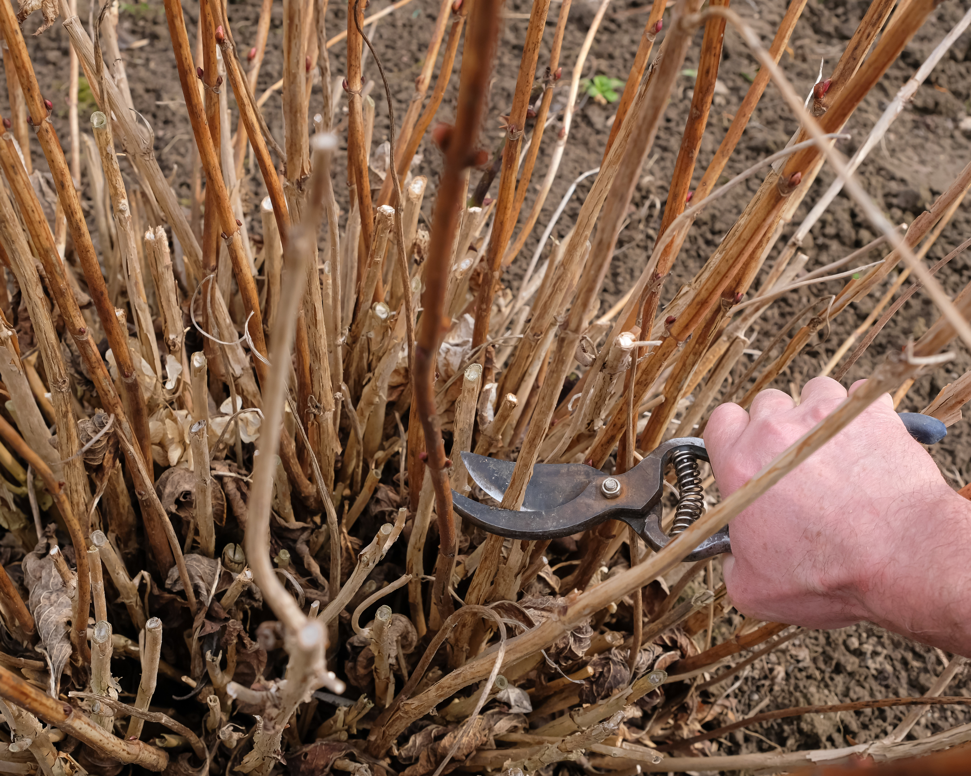 prune hydrangea for bigger flowers