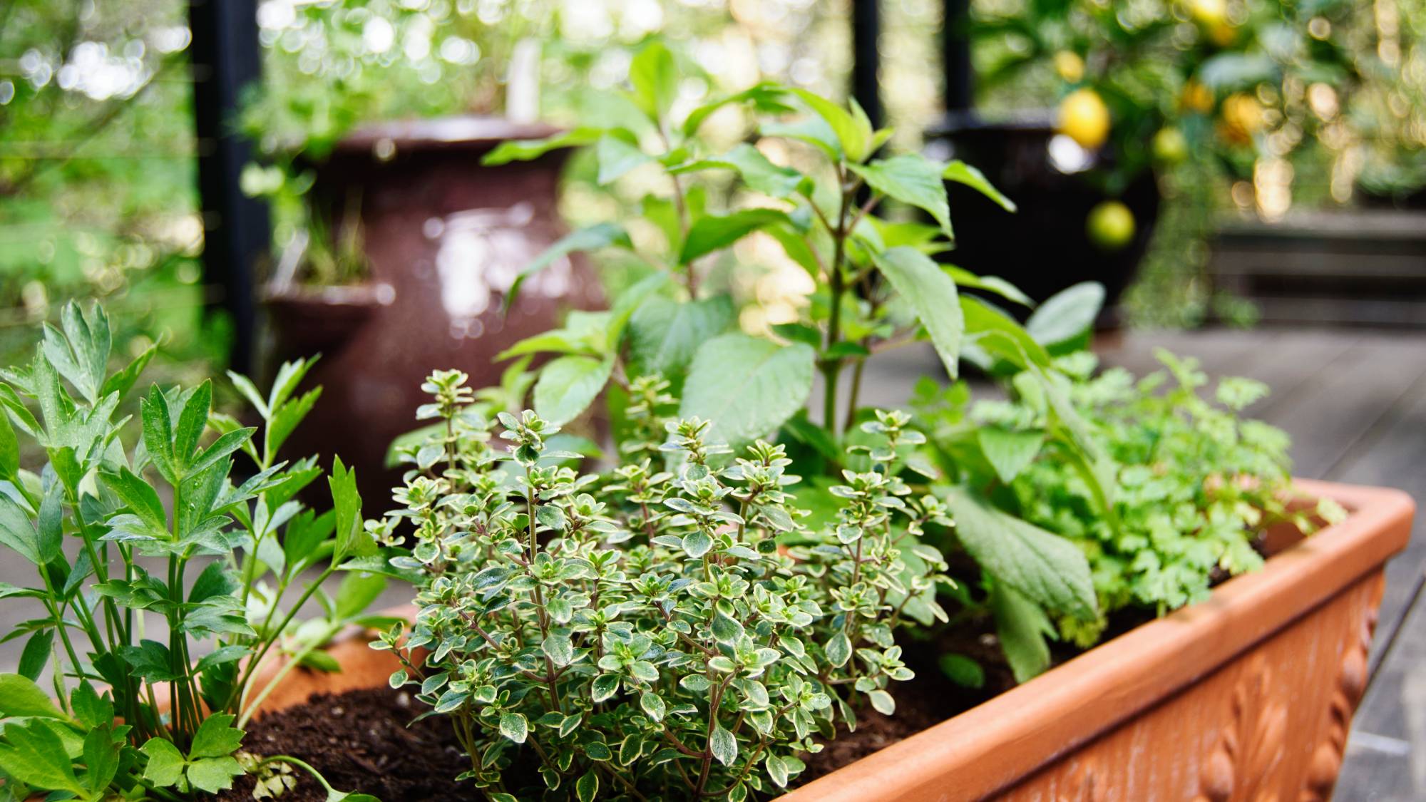 Herbs planted together in container