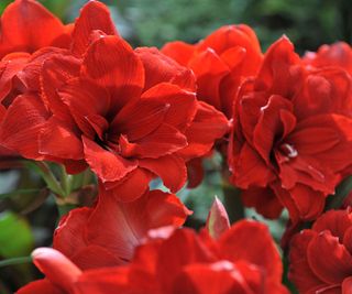 amaryllis Double Dragon in bloom