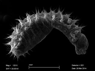 The second instar, or developmental phase of trap-jaw ants involves lots of weird protuberances and spiny hairs.