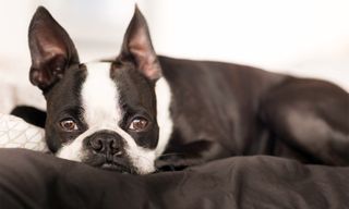 pet photography tips