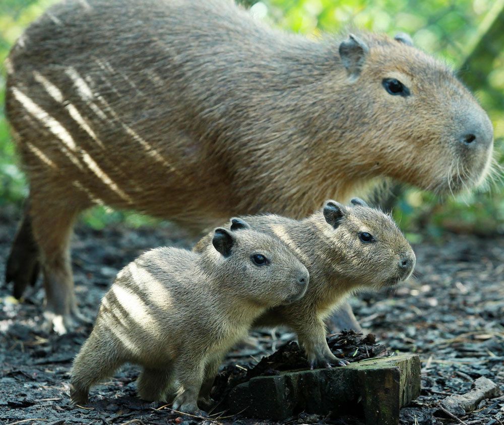 Twin Capybara babies, Gus and Jacques under the watchful eye of father Charlie.