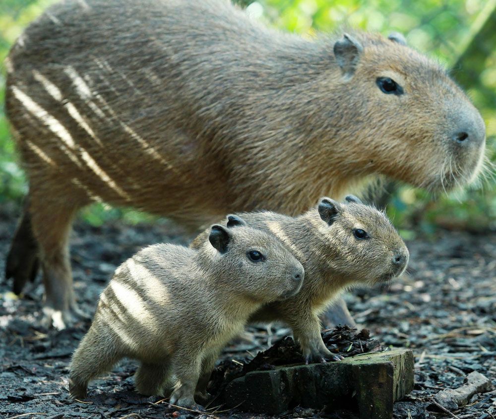 Belfast Zoo Welcomes Baby Capybaras, Baby Zoo Animals
