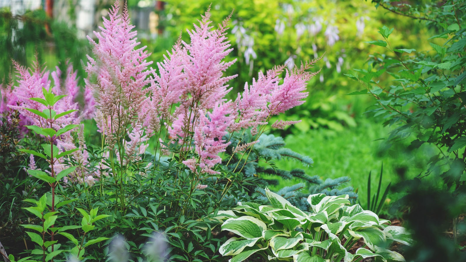 perennial shade garden plants and flowers