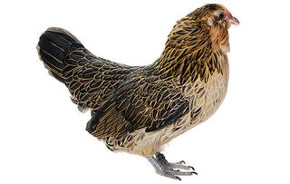 chicken breeds