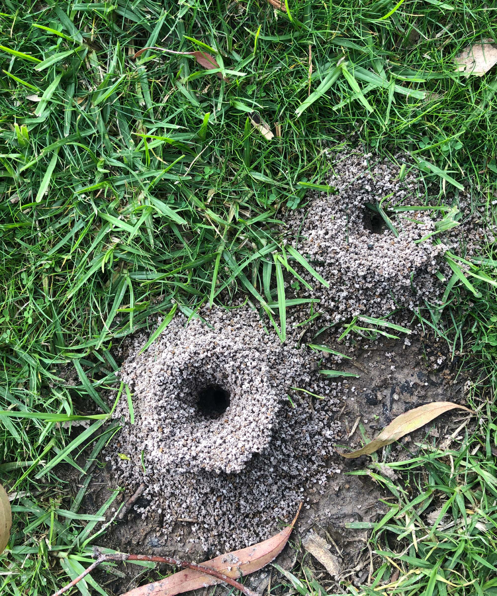 Top view of anthills with two entrances in the grass
