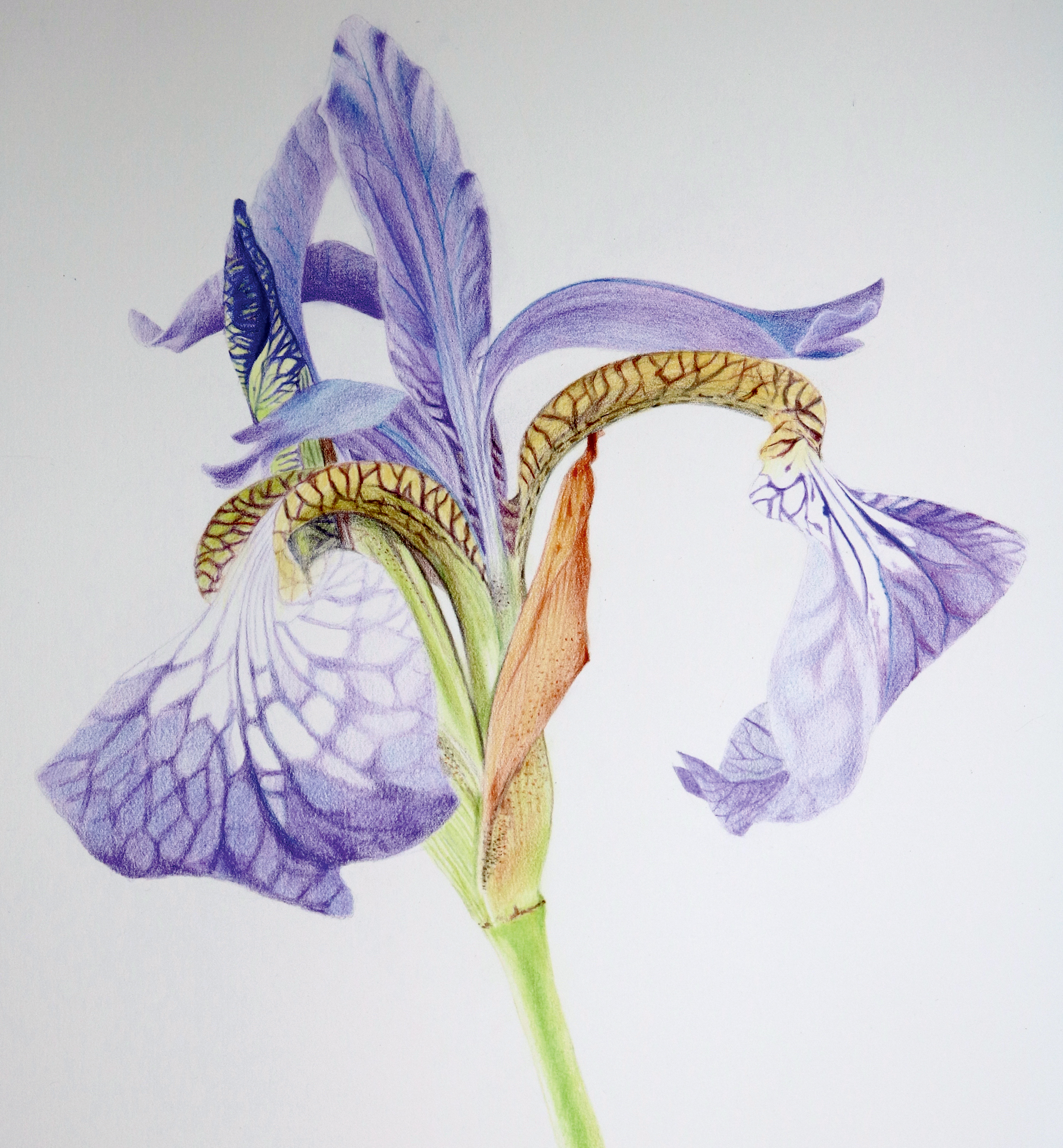 Dave Brasgalla layered up his pencil marks to create this delicate iris