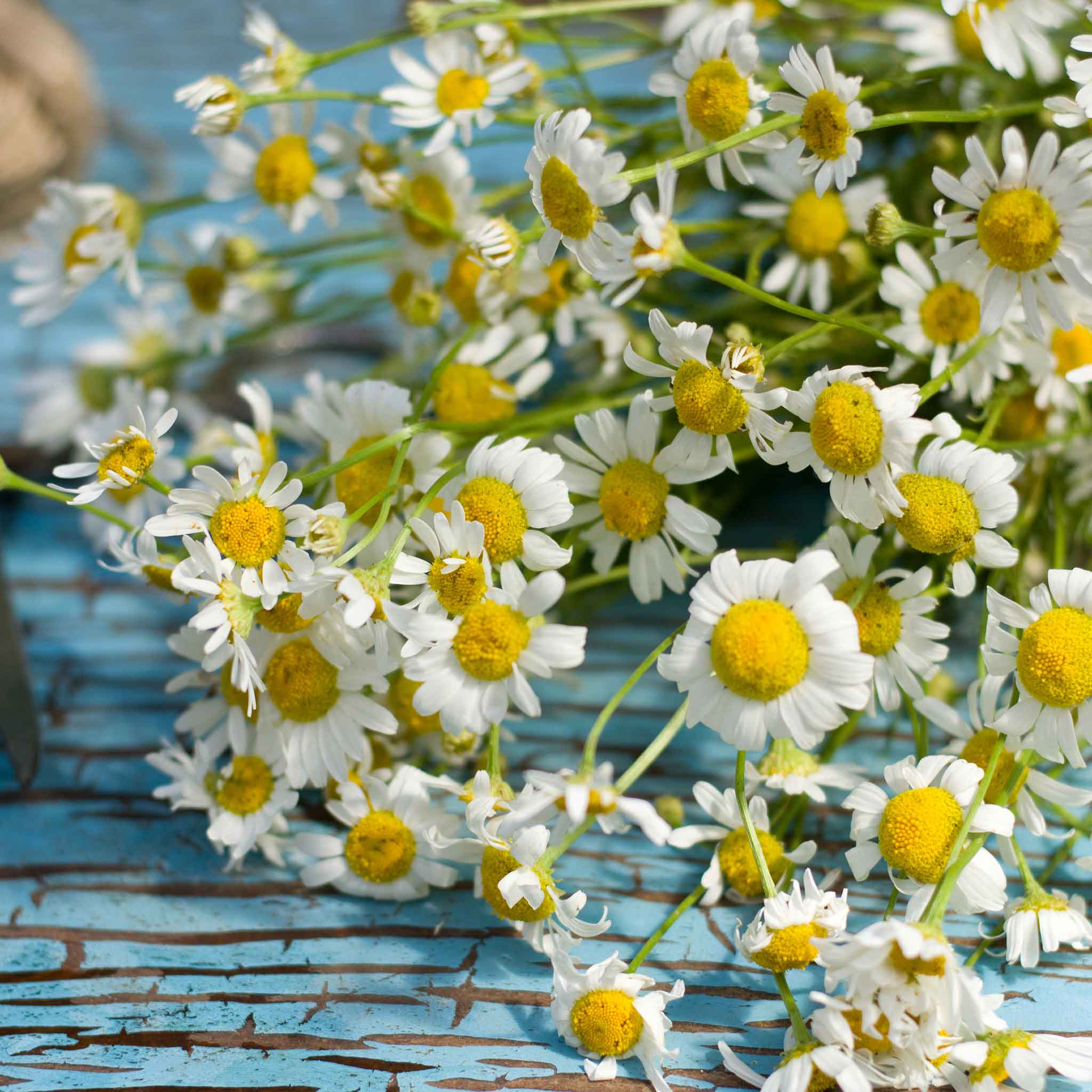 Chamomile Seeds - Roman