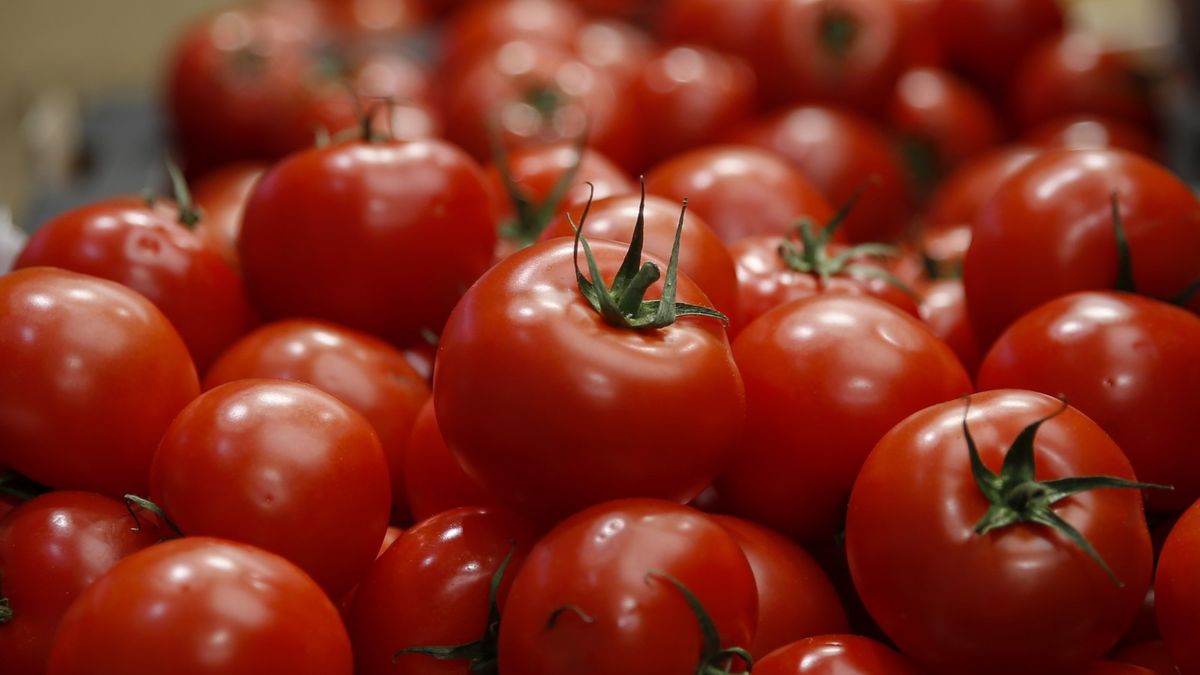 'No outdoor space? No problem' – expert tips on how to successfully grow tomatoes indoors