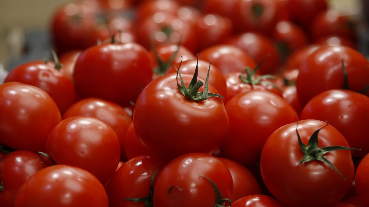 A pile of freshly harvested red tomatoes