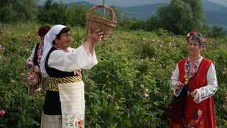 Women in traditional clothes pick roses in Kazanlak, Bulgaria