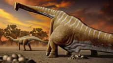 A female Apatosaurus (dinosaur with long neck and tail) laying her eggs in nest. 