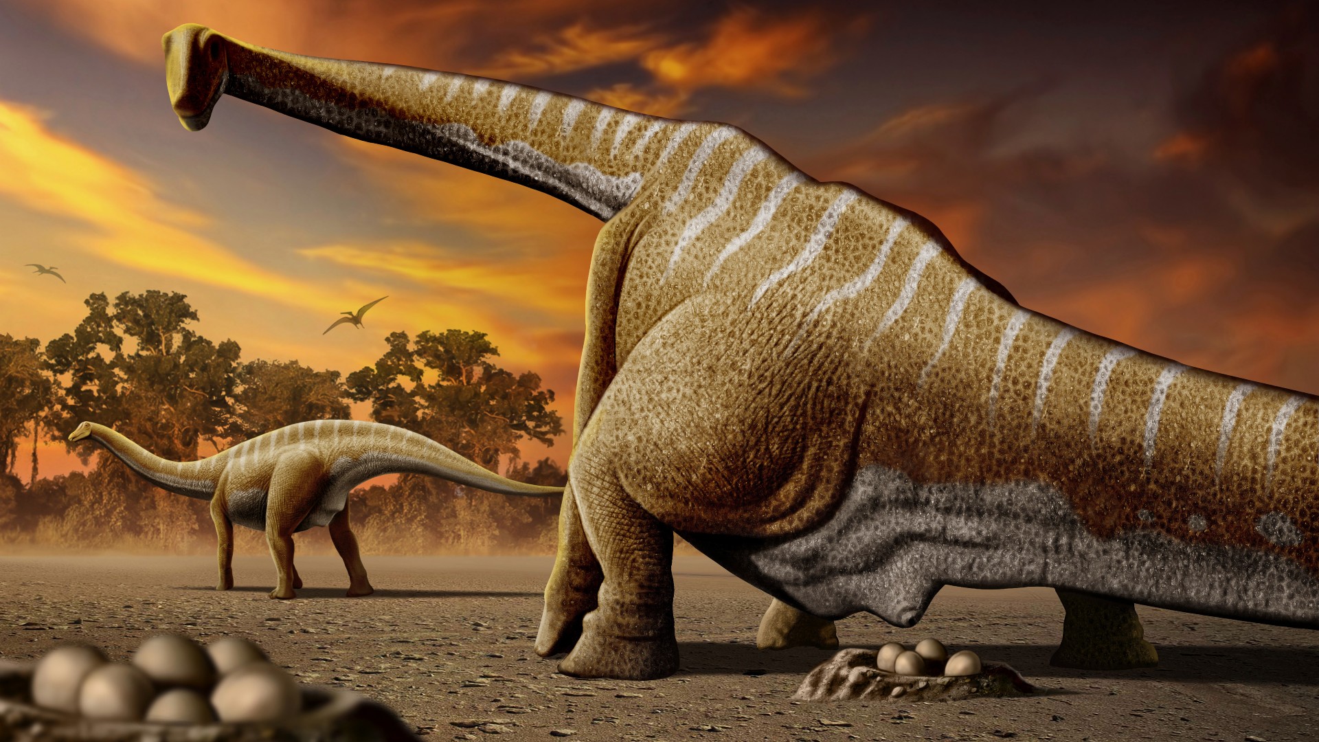 Hundreds of fossilised eggs reveal the nesting habits of ancient flying  reptiles, Fossils