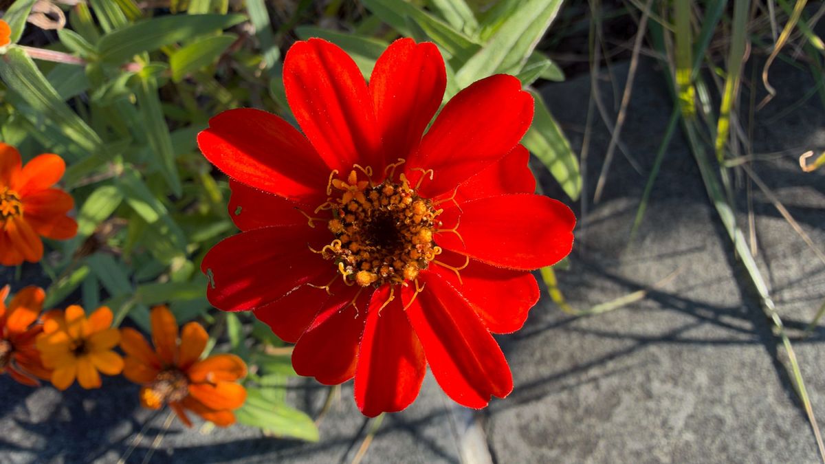 Apple iPhone Duo camera sample.