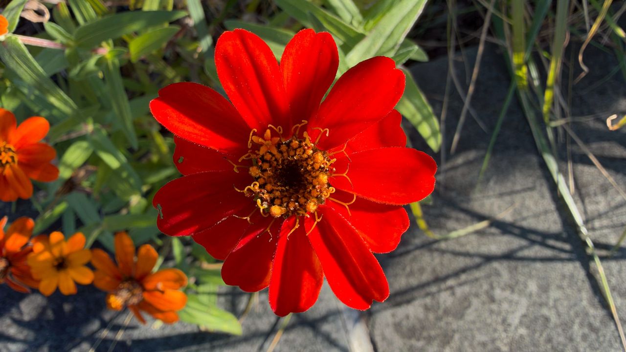Apple iPhone Duo camera sample.