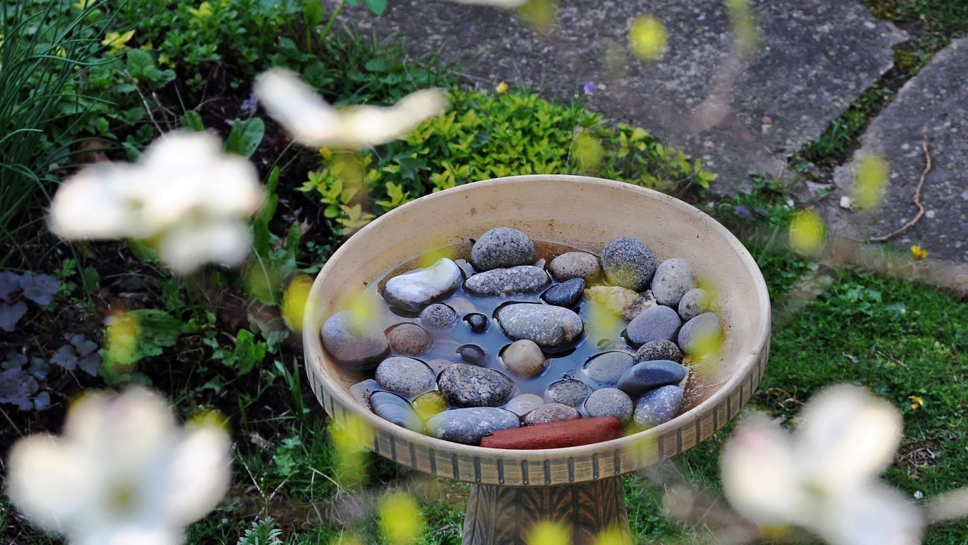 picture of wildlife watering station with rock and shallow water