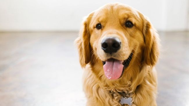 10 Facts about Golden Retrievers | PetsRadar